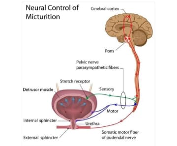 Neurogenic Bladder 1.2