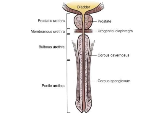 Male Urethra Anatomy