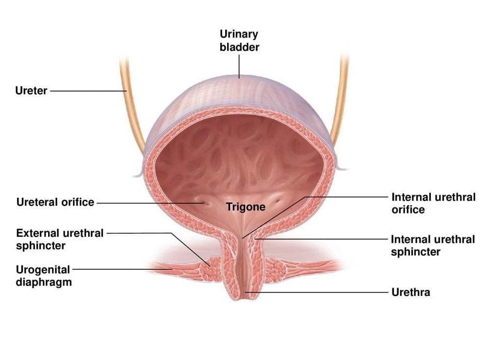 Female Urethra Anatomy